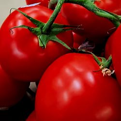 Arya International Market - The BEST tomatoes