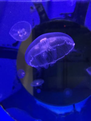 National Marine Aquarium by null