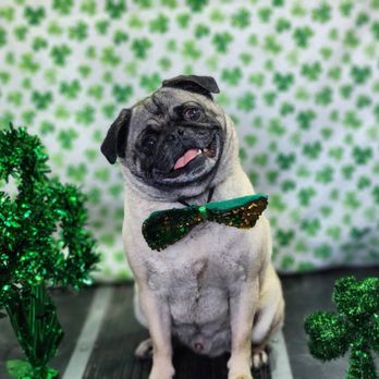 Doggone Fabulous - Groomed dog - Pet Groomers Near Me Doggone Fabulous - Groomed dog - Pet Groomers Near Me