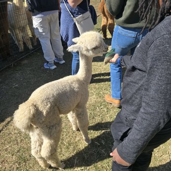 Good Karma Ranch Alpacas - The baby - Attraction Farms Near Me - Iron Station, North Carolina
