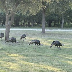 Spring Creek Marina & RV Park - Turkeys near the entrance