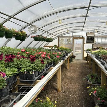 Designer Landscapes - Greenhouse filled with annuals - Nurseries & Gardening Near Me - Farmersville, Illinois Designer Landscapes - Greenhouse filled with annuals - Nurseries & Gardening Near Me - Farmersville, Illinois
