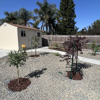 Barriga Landscaping - Small patio trees, easier for me to manage. - Landscaping Near Me