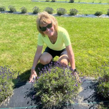 Lavender Waves farm - My mom picking her lavender - Farms Near Me - South Kingstown, Rhode Island
