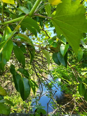 Little Sugar Creek Greenway by null