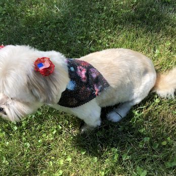 The Dirty Dog - Ready for the 4th of July!!! - Pet Groomers Near Me - Newark, Delaware The Dirty Dog - Ready for the 4th of July!!! - Pet Groomers Near Me - Newark, Delaware