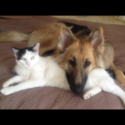 Lily and her favorite dog, Summer, who met her at the Rainbow Bridge. RIP sweet girls.