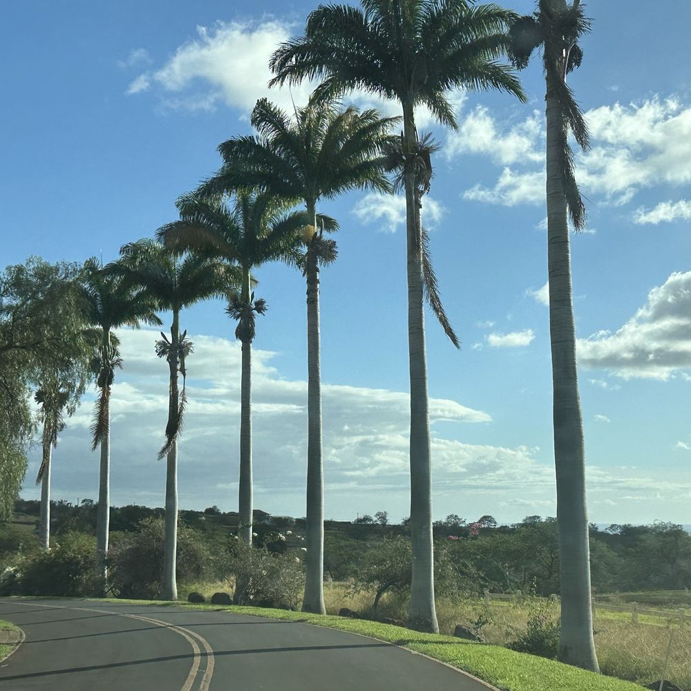Surfing Goat Dairy - Palm tree lined entrance. - Cheese Shops Near Me - Kula, Hawaii Surfing Goat Dairy - Palm tree lined entrance. - Cheese Shops Near Me - Kula, Hawaii