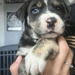 East Mountain Companion Animal Project