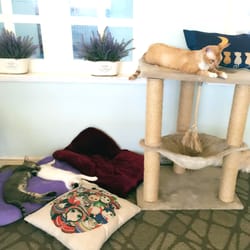 Velvet Friends Cat Cafe Company - Velvet Friends Cat Cafe Company
