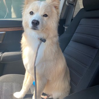 Healthy Spot - Studio City - Previous time at this location - Pet Groomers Near Me - Studio City, California