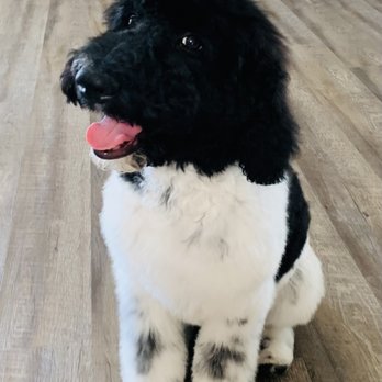 Pets Choice Grooming & Supply - Izzy got her first full groom today! Helen and her team did a great job. - Pet Stores Near Me - Colton, California
