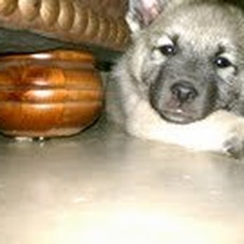 Magnolia Ridge Elkhounds - Pet Services Near Me - Starkville, Mississippi Magnolia Ridge Elkhounds - Pet Services Near Me - Starkville, Mississippi