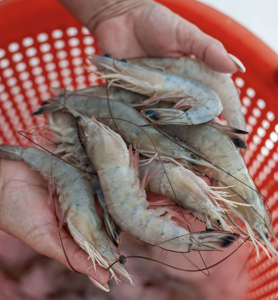 SEAHARVEST FRESH SHRIMP Updated July 2024 8765 W Davenport St