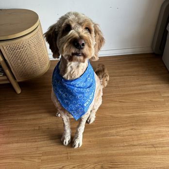 PetSmart Grooming - Pet Training Near Me - REDLANDS, California PetSmart Grooming - Pet Training Near Me - REDLANDS, California