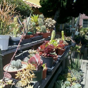 Solana Succulents - Nurseries & Gardening Near Me - Solana Beach, California