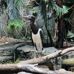 Milwaukee County Zoo - 5/16/2025 - The Aviary Bldg. Was one of the better exhibits in the zoo.