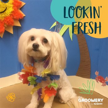 PetSmart - After - Pet Stores Near Me - Sacramento, California PetSmart - After - Pet Stores Near Me - Sacramento, California