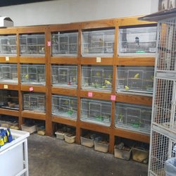 Live birds