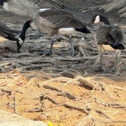 San Angelo Park - Wild geese that roam around the park.