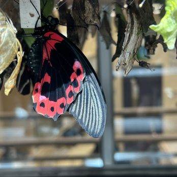 Niagara Parks Butterfly Conservatory - Zoos Near Me - Niagara Falls, Ontario