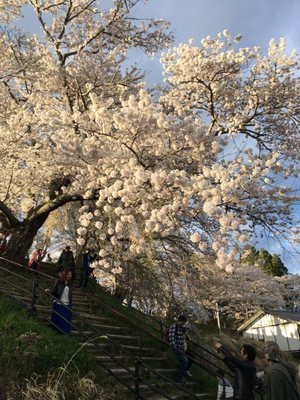 Miharu Takizakura by null