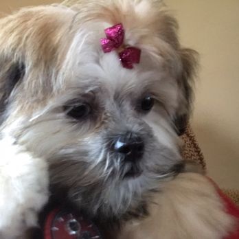 Park N Bark - Kacie does great work! - Pet Groomers Near Me
