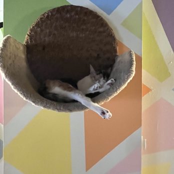 The Cat Cafe - Cat - Coffee & Tea Near Me - San Diego, California The Cat Cafe - Cat - Coffee & Tea Near Me - San Diego, California