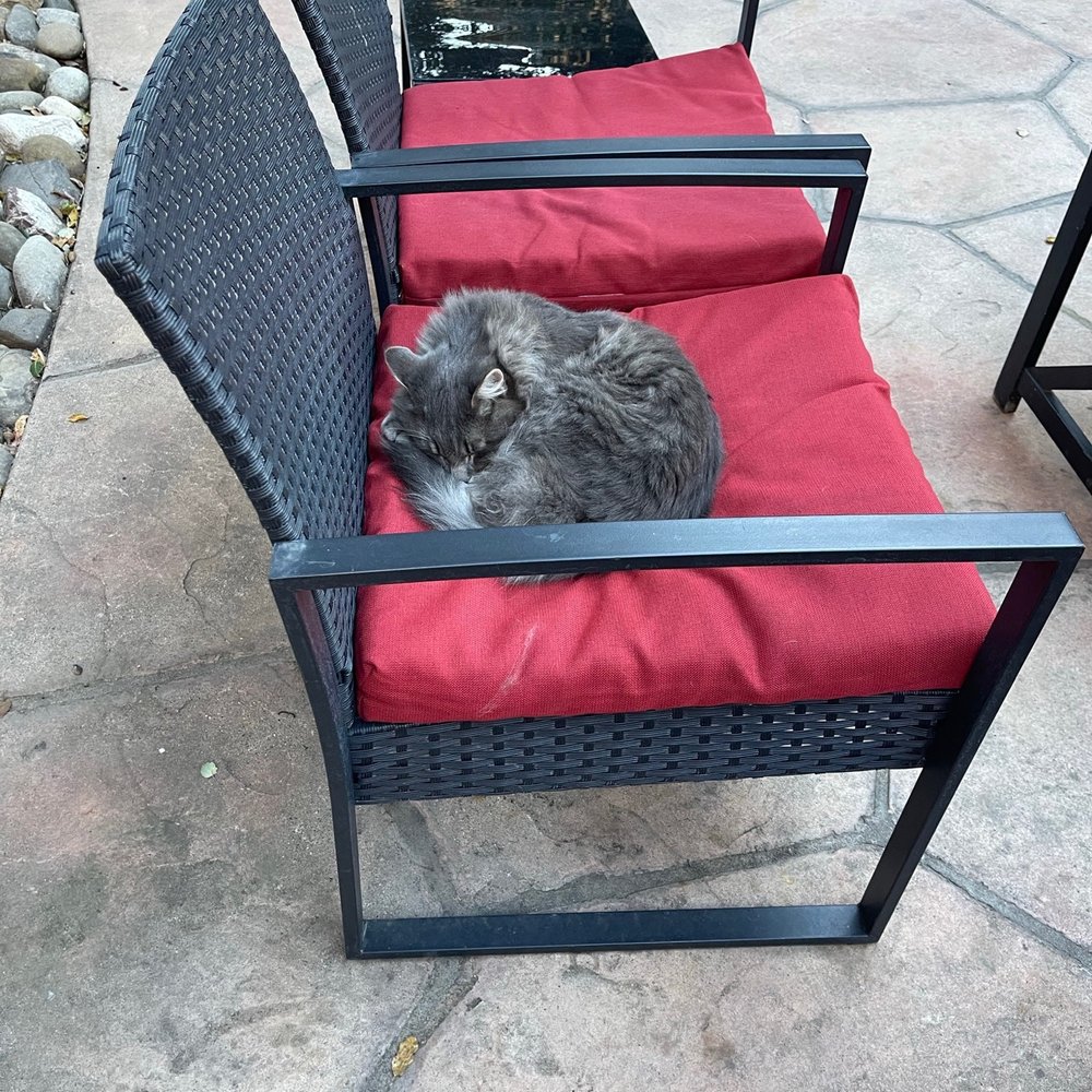 Firestone Vineyard - Cat hanging outside! - Wine Tasting Room Near Me - Los Olivos, California