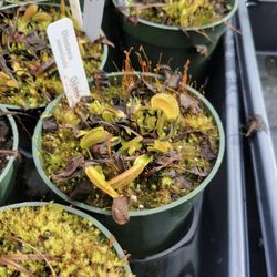 Jungle Fever Exotics - Outside are Venus Flytraps... it's definitely out of season when we were exploring what was outside.