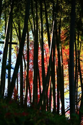 Yoshinoyama by null
