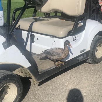 Echo Valley Golf Club - Ducks are friendly, and so are the staff - Golf Near Me - Wellington, Ohio Echo Valley Golf Club - Ducks are friendly, and so are the staff - Golf Near Me - Wellington, Ohio