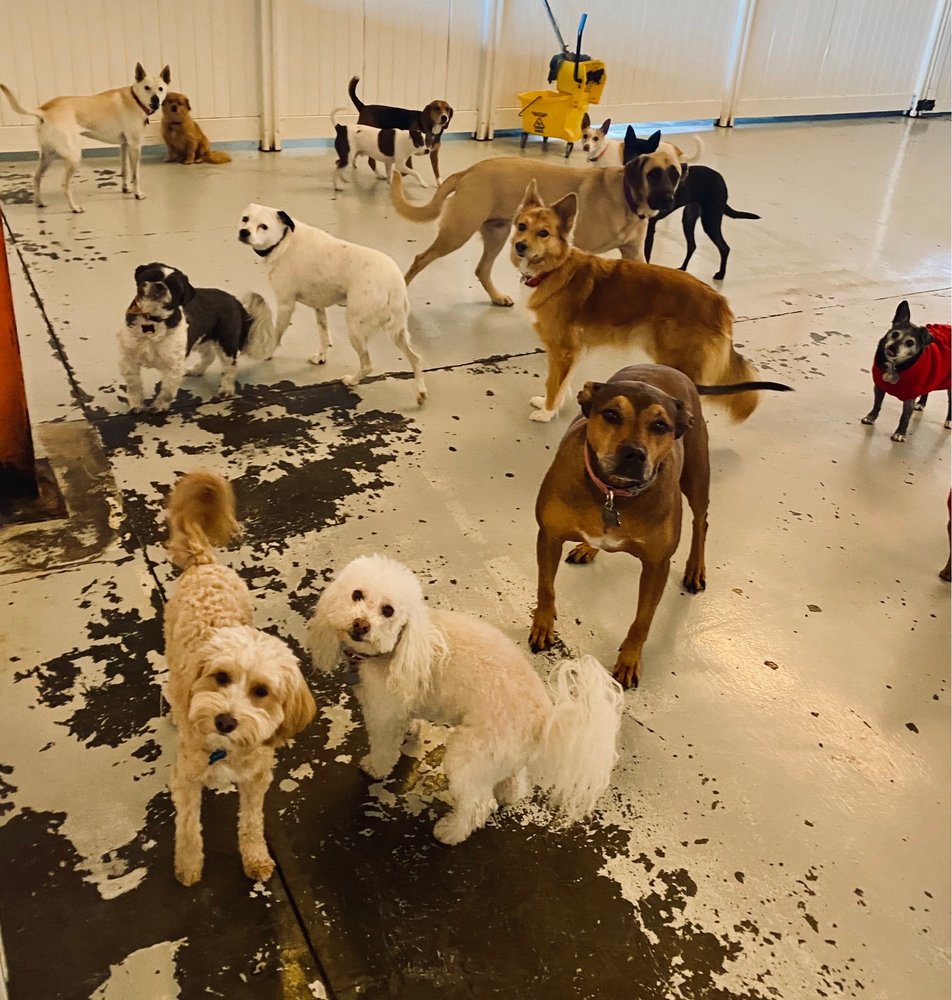 WE DOG CARE Updated September 2024 40 Photos & 103 Reviews 351