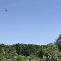 Lily Hill Farm