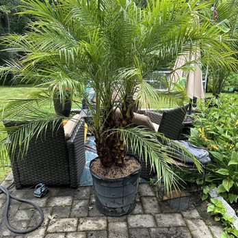 CT Palm Trees & Tropicals - Nurseries & Gardening Near Me - Hamden, Connecticut CT Palm Trees & Tropicals - Nurseries & Gardening Near Me - Hamden, Connecticut