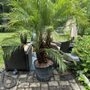 Photo of CT Palm Trees & Tropicals