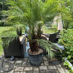 CT Palm Trees & Tropicals