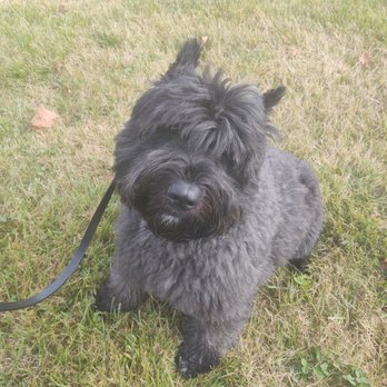 Global K9 Protection Services - Pet Training Near Me - Bon Aqua, Tennessee