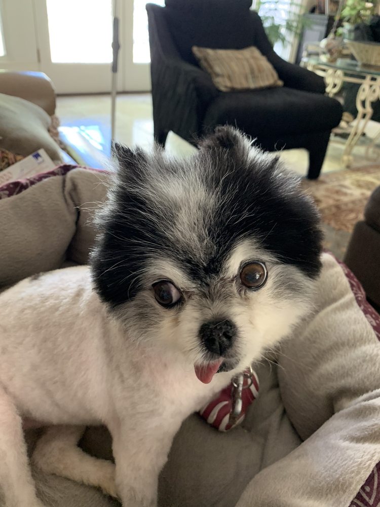 LUCKY DOG MOBILE PET GROOMING Updated July 2024 10 Reviews 260