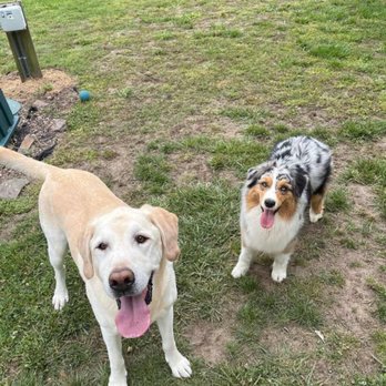 Crozier Conceptions Pet Services - Apollo and Skye - Pet Sitting Near Me