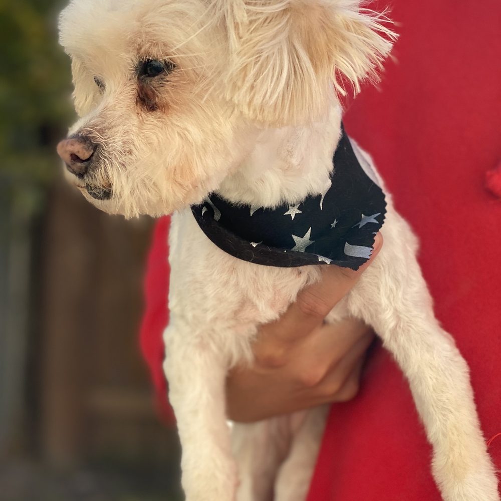 Chiquita Haircut. She looks and feels great! Chiquita Haircut. She looks and feels great!