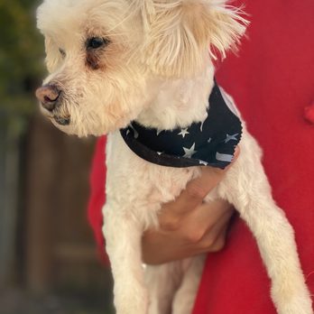 Dog In Suds Grooming - Chiquita Haircut. She looks and feels great! - Pet Groomers Near Me - Chicago, Illinois Dog In Suds Grooming - Chiquita Haircut. She looks and feels great! - Pet Groomers Near Me - Chicago, Illinois