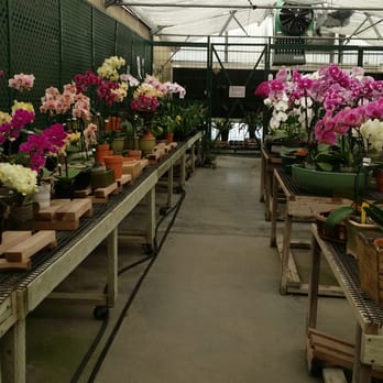 Norman's Orchid Nursery - Shopping for more orchid's and mulch. - Nurseries & Gardening Near Me - Montclair, California Norman's Orchid Nursery - Shopping for more orchid's and mulch. - Nurseries & Gardening Near Me - Montclair, California