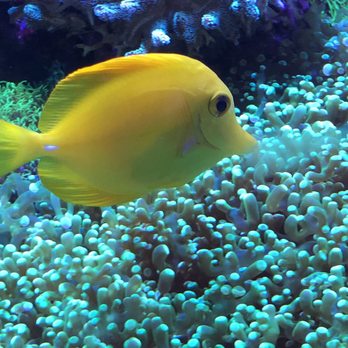 Nahacky's Aquarium - Pet Stores Near Me - Melbourne, Florida