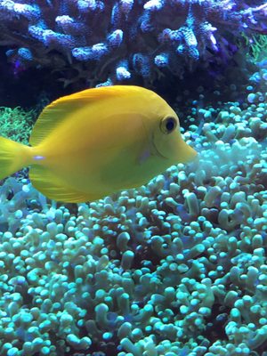 nahacky's fish store