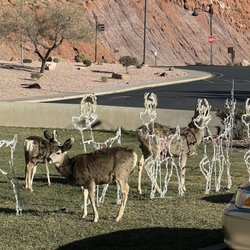 Cable Mountain Lodge - Deer outside
