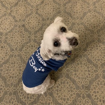 pawsh mobile grooming cape cod