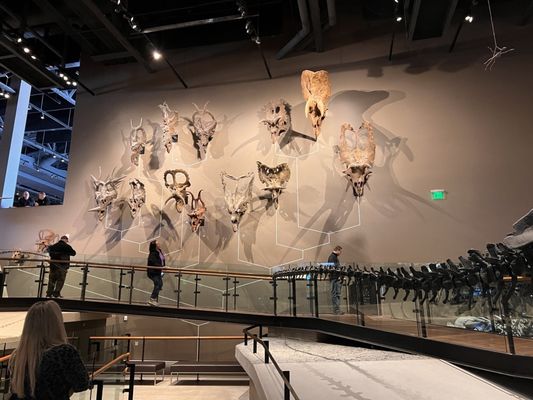 Natural History Museum of Utah by null