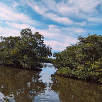 Wildside Tours - Mangroves and more mangroves - Boating Near Me - Cocoa Beach, Florida