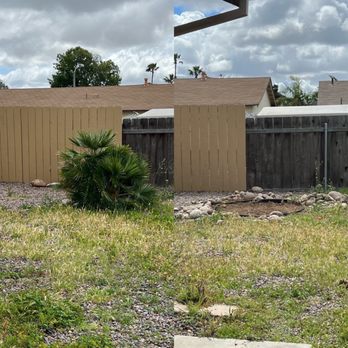 Active Landscape And Tree Service - Little palm in an awkward place - Tree Services Near Me Active Landscape And Tree Service - Little palm in an awkward place - Tree Services Near Me